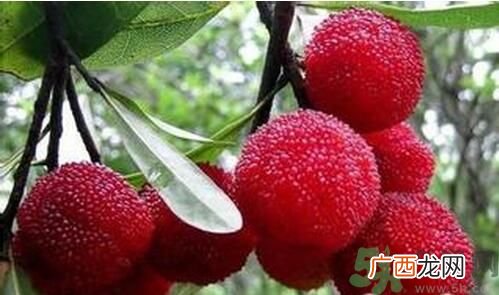 宝宝可以吃杨梅吗？宝宝多大可以吃杨梅？