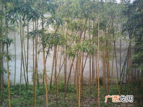 南宁市市政和园林管理局招聘 南宁市风格雨林园林景观工程有限公司