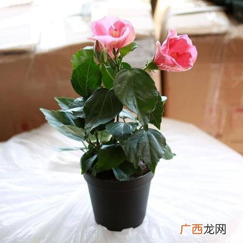 能过冬的花卉 耐冬花卉
