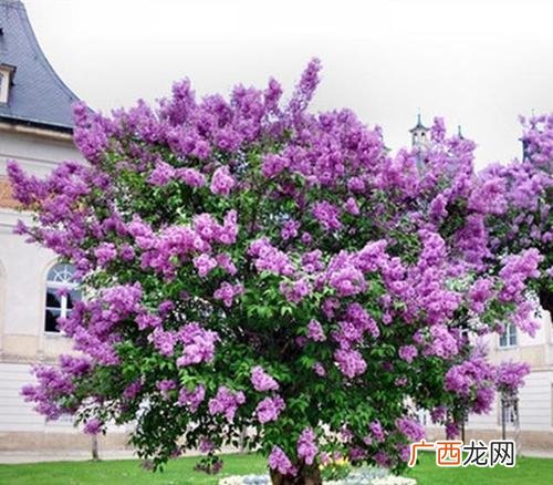 能过冬的花卉 耐冬花卉