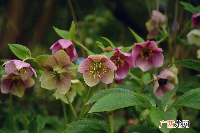 能过冬的花卉 耐冬花卉