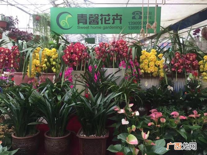 草莓苗批发市场 宁苗花卉市场怎么样