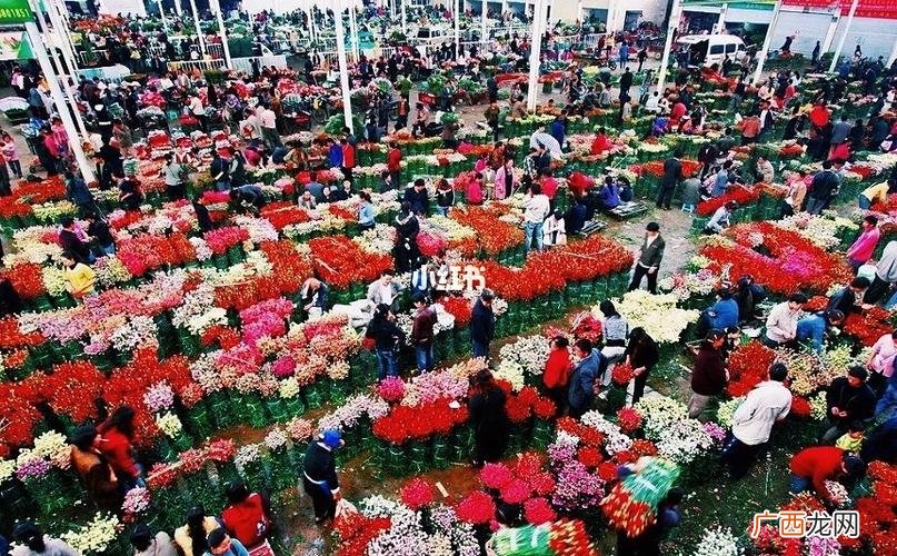 草莓苗批发市场 宁苗花卉市场怎么样