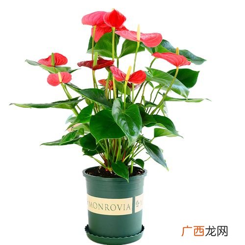 常见盆栽花卉 盆栽花卉介绍