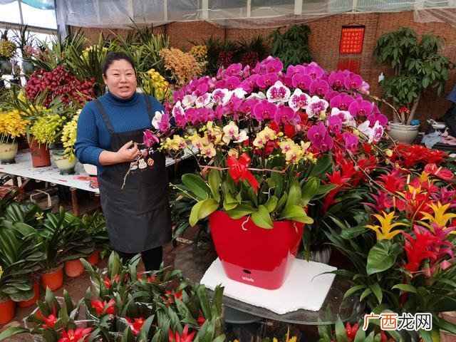 盆栽花卉种子 盆栽花卉旺季