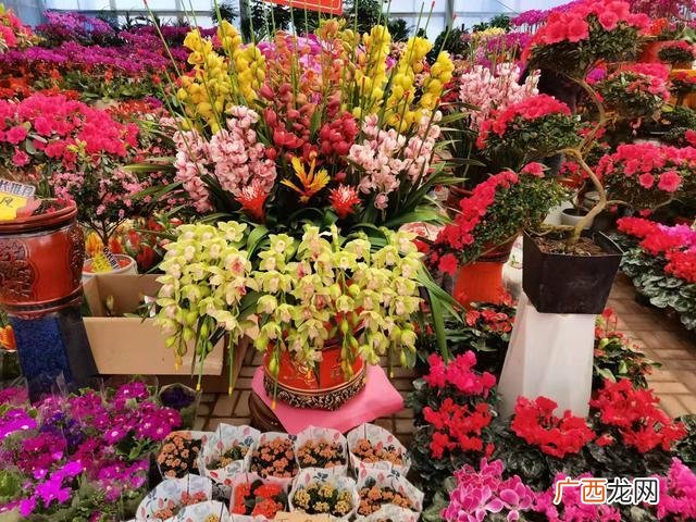 盆栽花卉种子 盆栽花卉旺季
