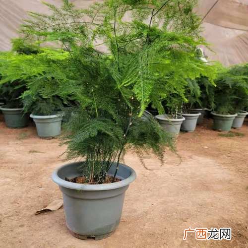投资花卉大棚能赚钱吗 批发花卉赚钱吗