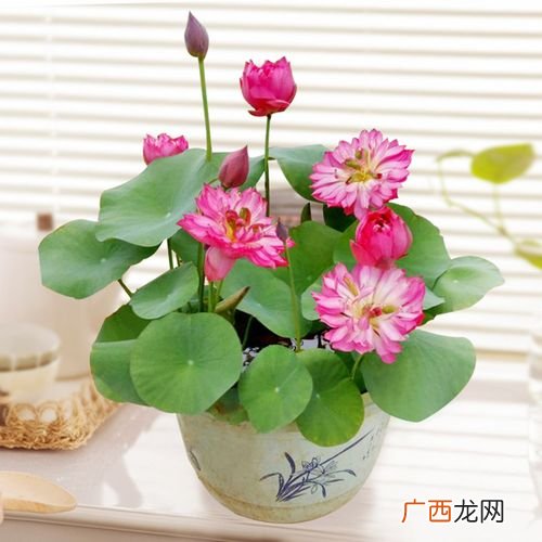 投资花卉大棚能赚钱吗 批发花卉赚钱吗