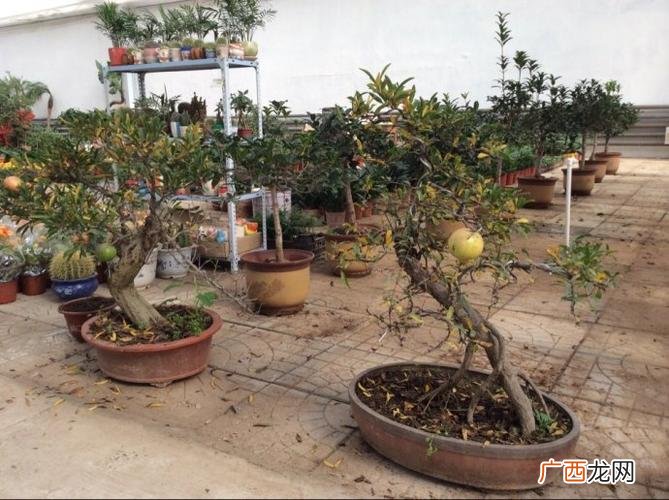 山东青州花卉批发基地在哪里 青州都有哪些花卉市场