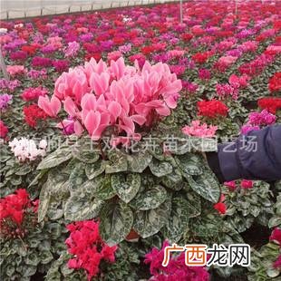 青州花卉市场批发各种花价 青州花卉市场在地址