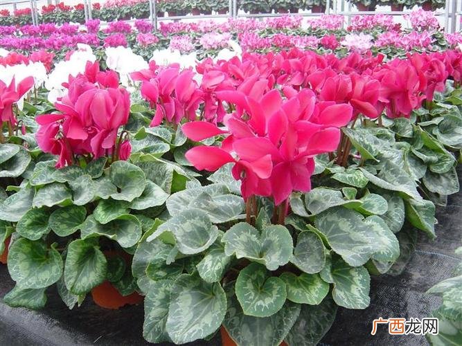 青州黄楼花卉市场搬迁 青州南花卉批发市场