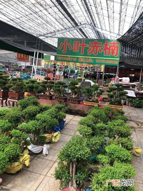青州黄楼花卉市场搬迁 青州南花卉批发市场