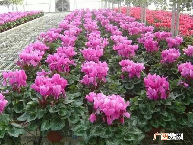 青州市黄楼镇花卉市场 青州市新花卉市场