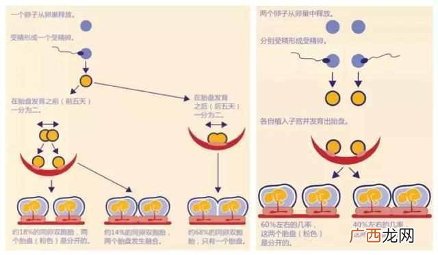 同卵双胞胎是怎么形成的（单胎最晚多久变双胎