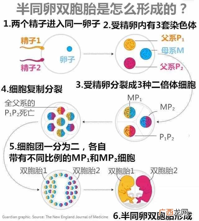 同卵双胞胎是怎么形成的（单胎最晚多久变双胎