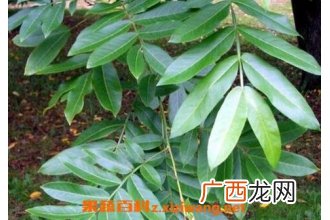 枫杨叶的作用与药用价值