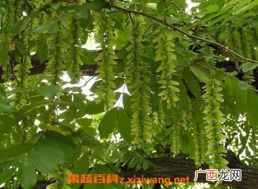 枫杨叶的作用与药用价值