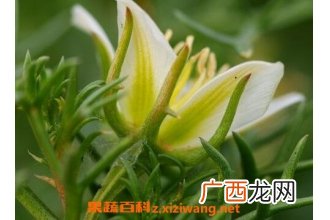 骆驼蓬子的药用价值与功效