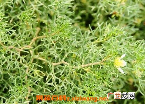骆驼蓬子的药用价值与功效