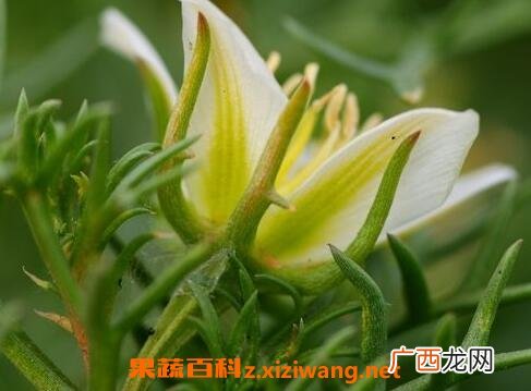 骆驼蓬子的药用价值与功效