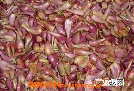 小红葱头草的功效与作用