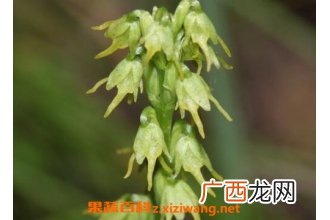 角盘兰的药用价值与功效