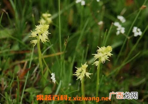 角盘兰的药用价值与功效