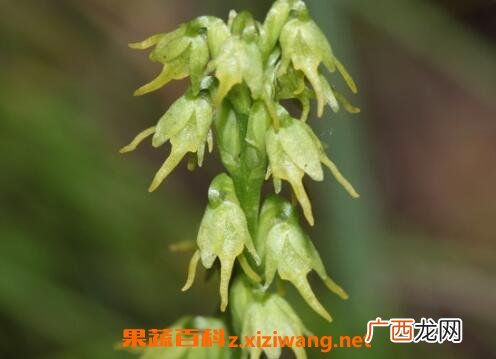 角盘兰的药用价值与功效
