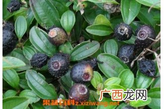 地菍果可以吃吗 地菍果怎么吃