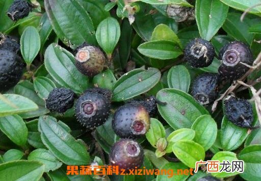 地菍果可以吃吗 地菍果怎么吃