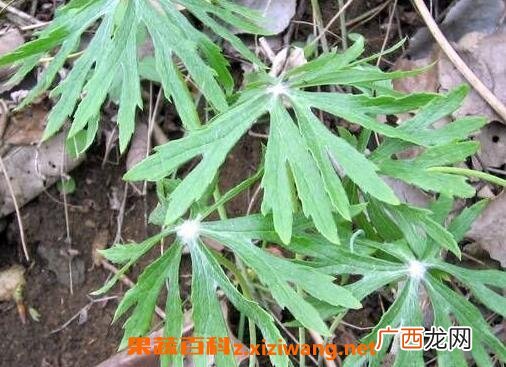 内郎伞的功效与作用