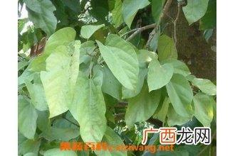 内郎伞的功效与作用