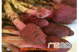 鹿心草的副作用与使用禁忌