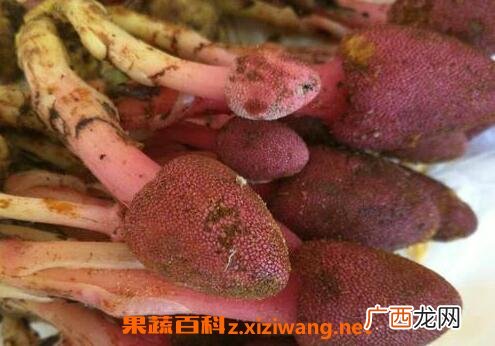 鹿心草的副作用与使用禁忌
