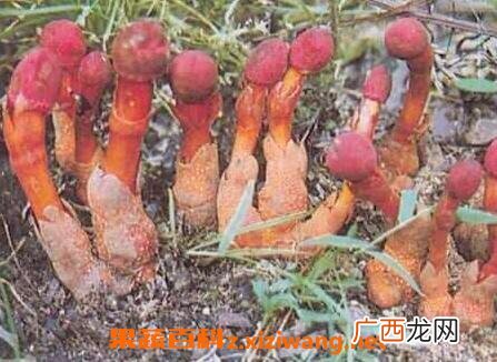 鹿心草的副作用与使用禁忌