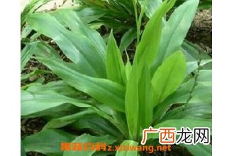 开口箭的副作用和使用禁忌