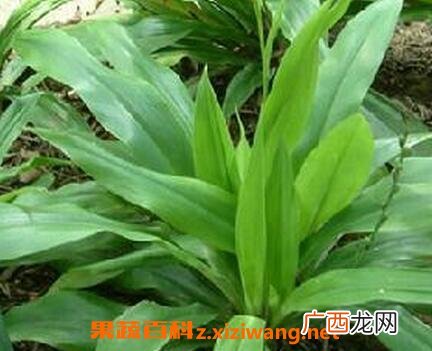 开口箭的副作用和使用禁忌