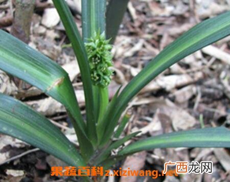 开口箭的副作用和使用禁忌
