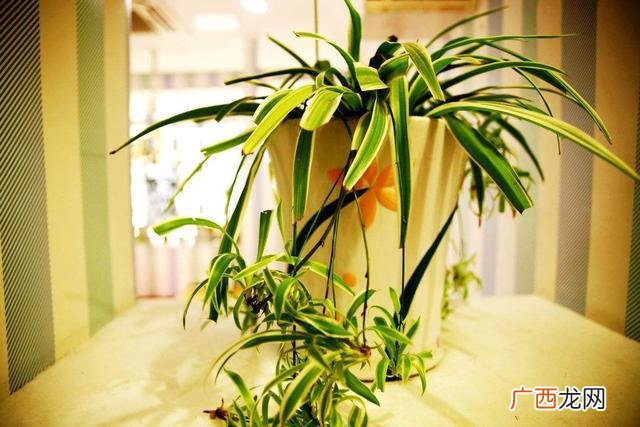 适合室内养的耐阴花卉 适合海南的室内花卉
