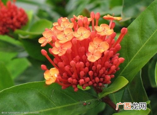 适合室内养的耐阴花卉 适合海南的室内花卉