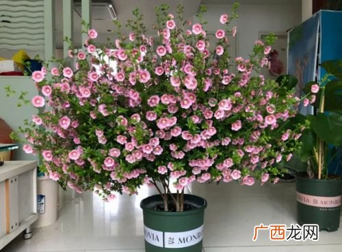 适合室内养的耐阴花卉 适合海南的室内花卉