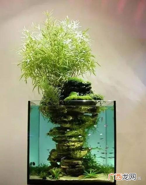 茶花的寿命一般多少年 寿命比较长的花卉