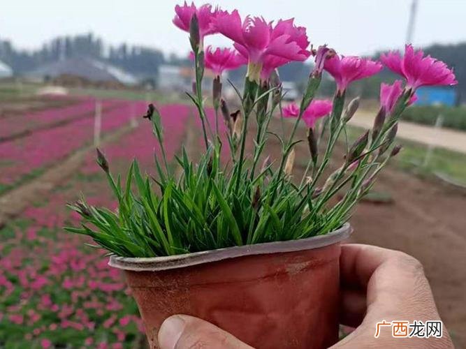 水生植物包括 水生花卉代表