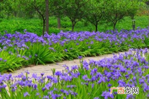 北方耐寒宿根花卉 宿根花卉有什么