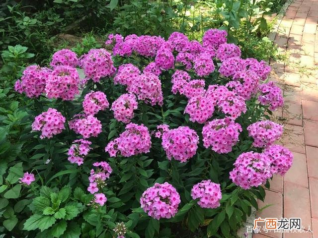 北方耐寒宿根花卉 宿根花卉有什么