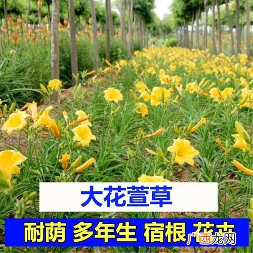 北方耐寒宿根花卉 宿根花卉有什么