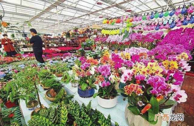 太原市花卉市场有几家 太原大型花卉市场在哪里