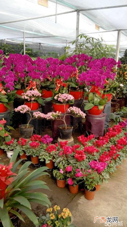 东山花卉批发市场 太原最大花卉批发市场在哪里