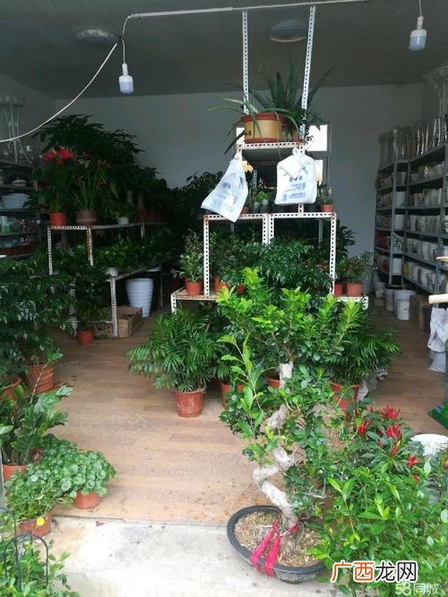 绿植花卉店面怎么装修 特色花卉绿植店