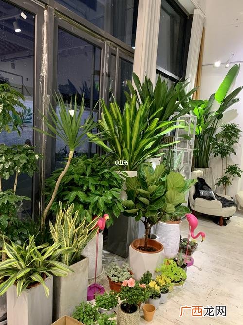 绿植花卉店面怎么装修 特色花卉绿植店